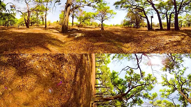 30 Animal Terrifying Moments Where Lions Fight With Wounded Enemies Animal Fight