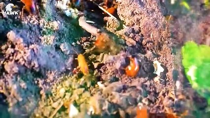 30 Brutal Moments of Ants Hunting Their Prey   Animal Fights