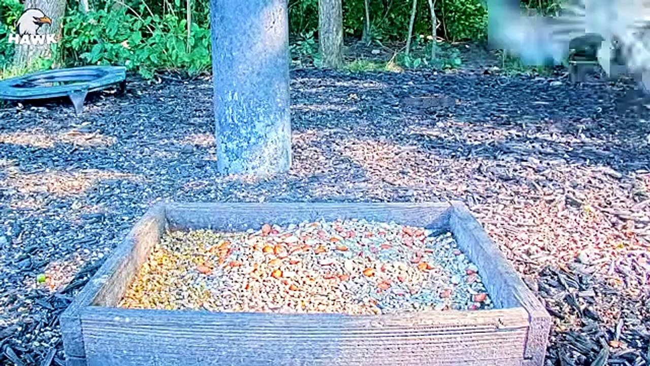 30 Ferocious Moments Of Birds Of Prey For Their Next Meal   Animal Fight