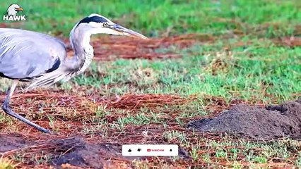 30 Ferocious Moments of Birds Hunting Their Next Meal   Animal Fight