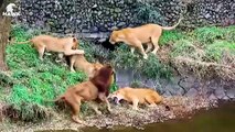 30 Injured Big Cat Moments Constantly Living In Pain   Animal Fight