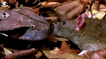 30 Moment Rats Became a Nightmare for Other Animals   Animal Fight