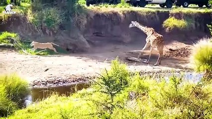 30 Moments Animals Mess With The Wounded Mother, What Happens Next    Animal Fight