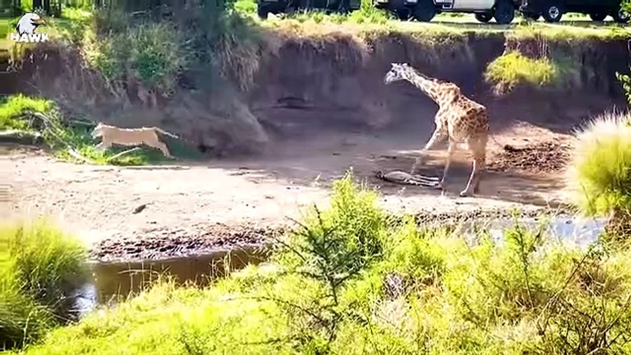 30 Moments Animals Mess With The Wounded Mother, What Happens Next    Animal Fight