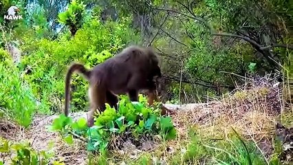 30 Moments Baboon Risked His Life To Steal The Baby Leopard From The Mother Leopard   Animal Fight