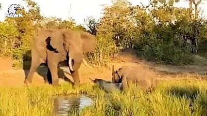 30 Moments Angry Elephant Crushes Everything In Sight, What Happens Next   Animal Fight
