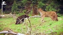 30 Moments Big Cat Goes Crazy When He Finds Out His Cub Was Taken By Bear And Tortured  Animal Fight