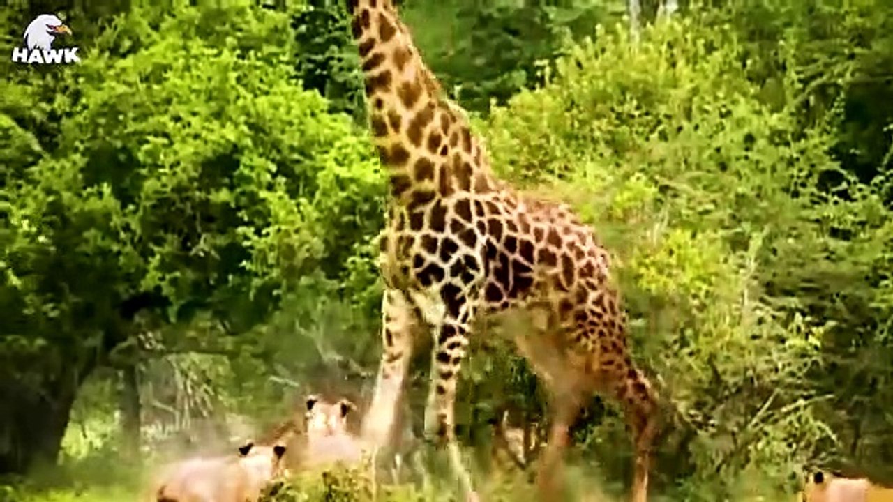 30 Moments Big Cats Failed Miserably When Fighting Wild Horses That Were Too Ferocious