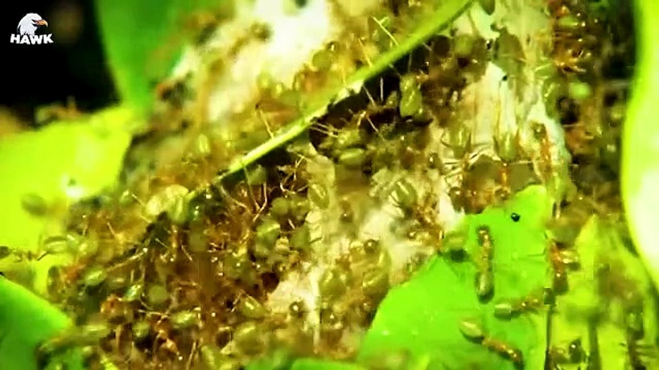 30 Moments Big Python Becomes Victim Of Thousands Of Ants   Animal Fight