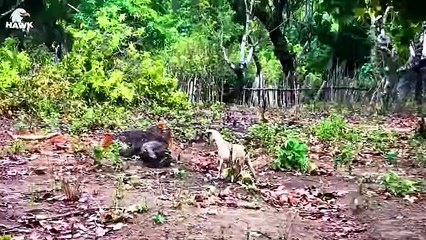 30 Moments Danger Lurks! The Leopard's Menacing Chase For The Komodo Dragon   Amimal Fight