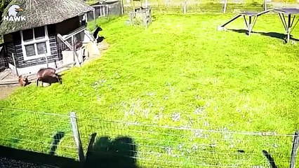 30 Moments Foolish Eagle Pay The Price When It Think Rooster Is A Weak Prey   Animal Fight