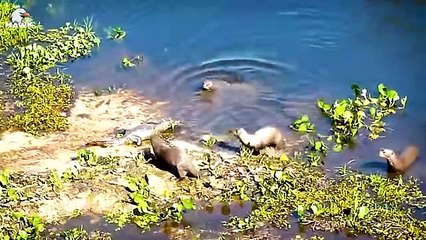 30 Moments Crocodiles Wait For Leopard Across The River, What Happens Next