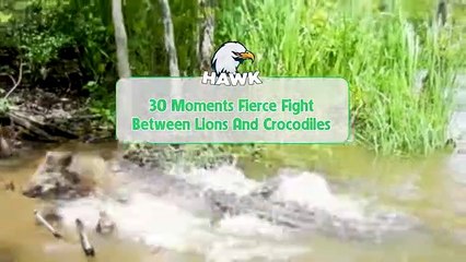 30 Moments Fierce Battle Between Big Cat And Crocodiles