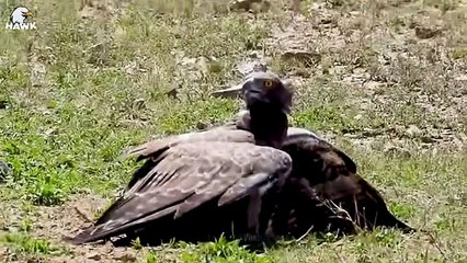 30 Moments Eagles Showed Their Air Dominance By Taking Down a Lion   Animal Fight