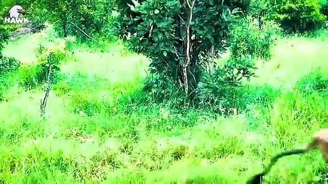 30 Moments Hyenas Injured By Wild Animals, What Happens Next Animal Fight