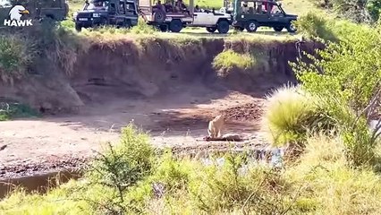 30 Moments Injured Giraffes And Animal Fight For Life, What Happens Next
