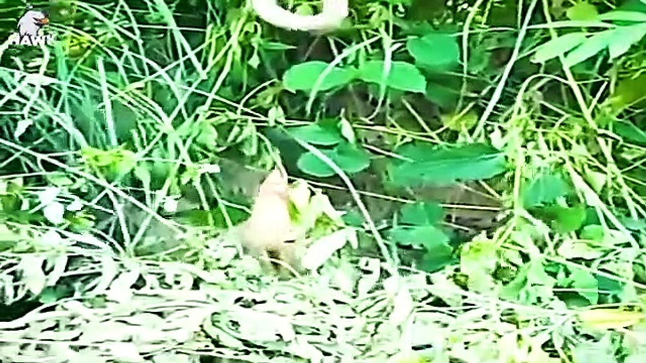 30 Moments King Cobra Pays With His Life When He Spits Venom On A Mongoose   Animal Fight