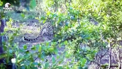 30 Moments Leopards Fight Baboons To Save Their Babies   Animal Fight