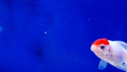 Amazing aquarium fish, watch and enjoy.