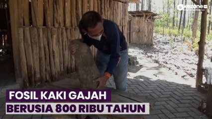 Lagi! Warga Nganjuk Temukan Fosil Kaki Gajah Purba di Hutan Tritik