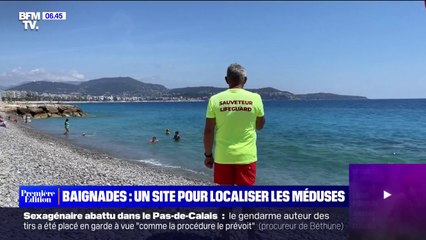 Alpes-Maritimes: une carte participative vous indique sur quelles plages se trouvent des méduses