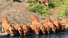 20 Lions Squeeze onto River Bank to Drink