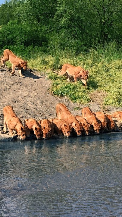20 Lions Squeeze onto River Bank to Drink