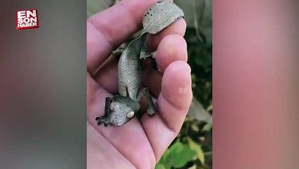 Kamuflaj ustası yaprak kuyruklu şeytani geko