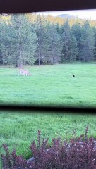 Cat Tries To Befriend Deer
