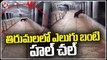 Devotees Gets Panic Due To Wild Bear Spotted At Tirumala _ V6 News