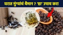 किचनमधल्या मुंग्या काही वेळातच दूर होतील How to get rid of Ants | Kitchen tips | Cleaning Tips | RI3