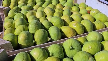 Buharkent'te erkenci taze incir hasadı başladı