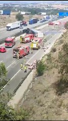 Despiste de camião \'liberta\' vara de porcos por autoestrada na Catalunha