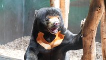 Menschen im Bärenkostüm? Chinesischer Zoo dementiert Vorwürfe