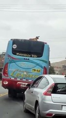 "¿Cómo es posible este suceso?": Perrito sorprende al ser visto sobre un bus