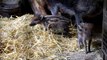 Edinburgh Zoo celebrates arrival of four adorable 'critically endangered' piglets
