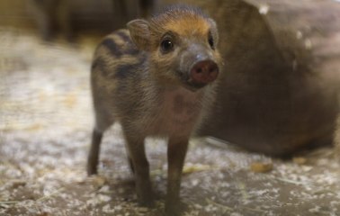 Download Video: Critically endangered piglets born at Edinburgh Zoo