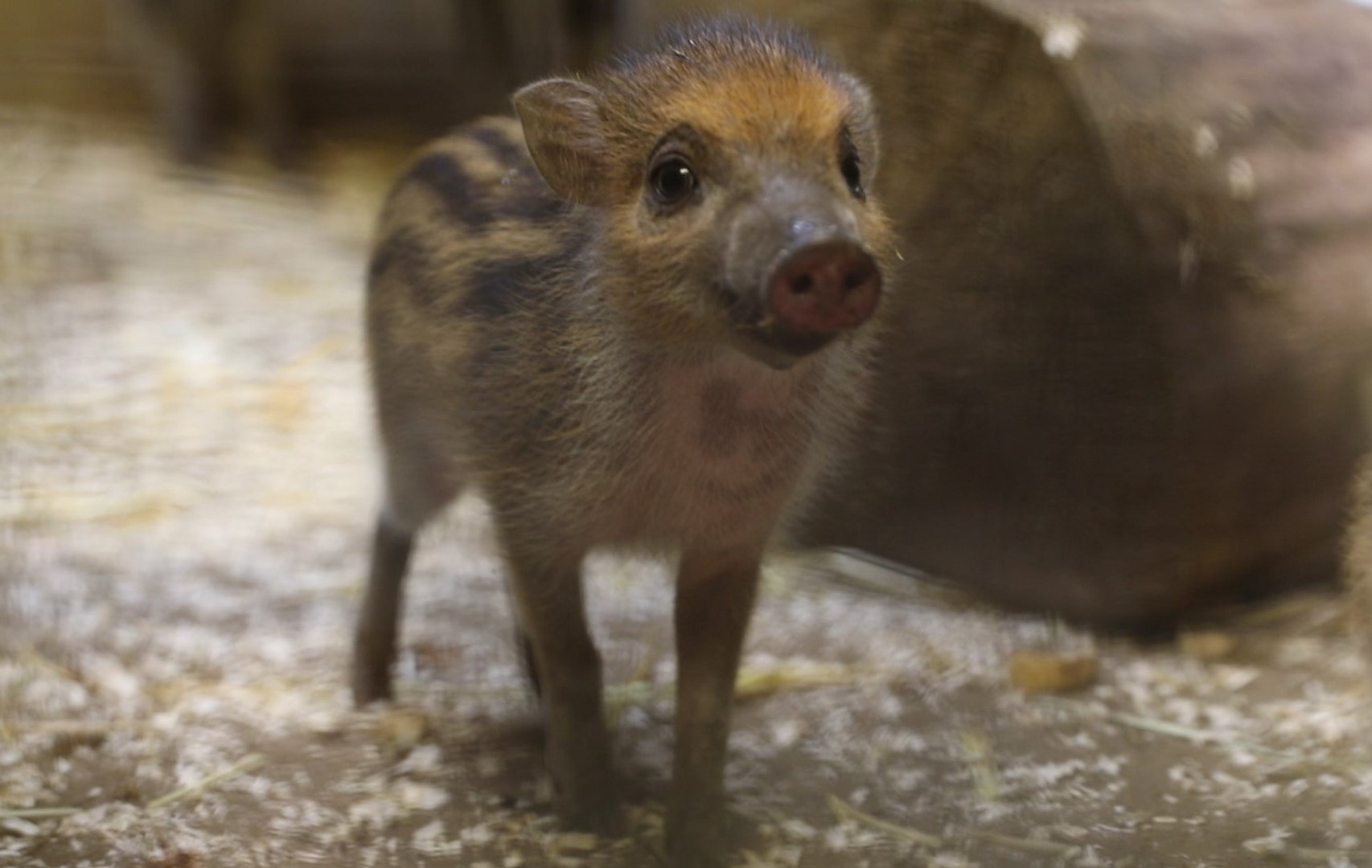 ⁣Critically endangered piglets born at Edinburgh Zoo