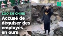 Un zoo chinois accusé de remplacer un ours par un humain déguisé se défend