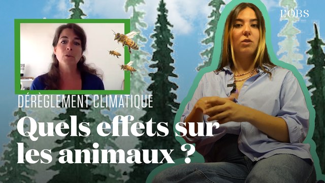 Marmottes, oiseaux, abeilles : comment ils sont impactés par le réchauffement climatique
