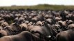 Wildebeests migration in Serengeti National Park