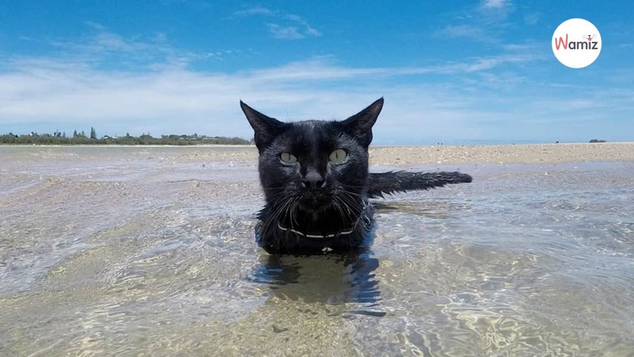Un couple adopte deux chats : il découvre qu’ils adorent nager à la mer