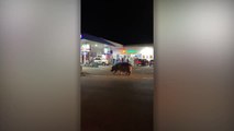 Hippo Strolls Into Petrol Station In South Africa | Wild-ish TV