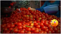 Tomato Prices.. ఆల్ టైం రికార్డ్ సృష్టించిన టమాటో ... ఏపీ తెలంగాణలో ధరలిలా.. | Telugu OneIndia