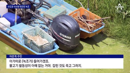 한강 최상류 수도권 식수원에 ‘대규모 녹조’