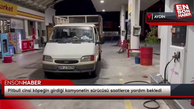 Pitbull cinsi köpeğin girdiği kamyonetin sürücüsü saatlerce yardım bekledi