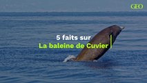 5 choses à savoir sur la baleine de Cuvier