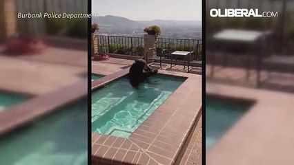 Urso foge do calor em piscina residencial na Califórnia