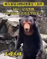 I nostri orsi sono reali, afferma uno zoo cinese, negando che siano 