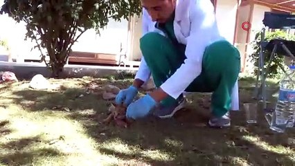 Nesli tehlike altındaki saz kedisi, Şırnak'ta görüldü!
